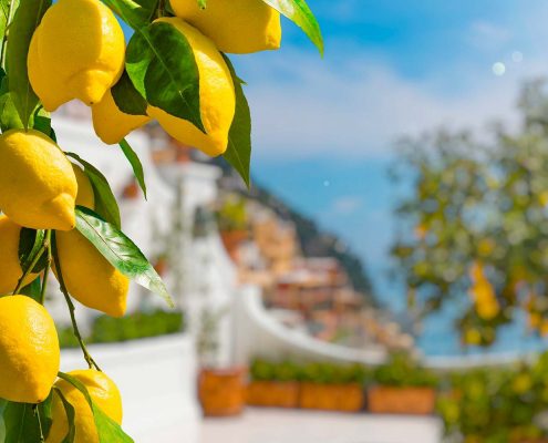 limoni amalfi